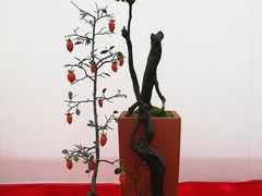 -重庆市江北嘴中央商务区中央公园