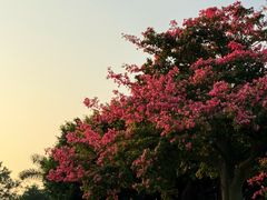 -白鹭洲公园