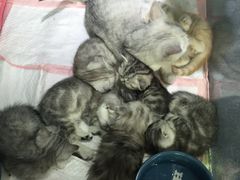 -喵的天空名猫咖啡馆·撸猫·猫舍·用品