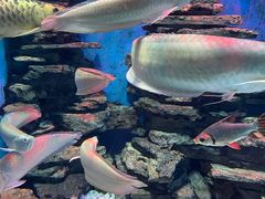 -多彩贵州城极地海洋世界