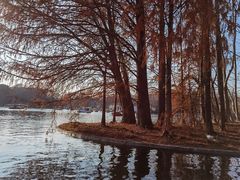 -上海共青森林公园