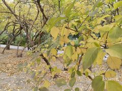 -元大都城垣遗址公园