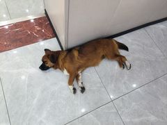 -瑞鹏宠物医院·超声·骨科·奇麟分院(蜀都万达店)