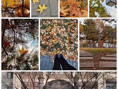 -北京师范大学附属中学