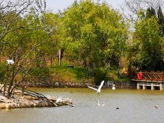 -盐城丹顶鹤湿地生态旅游区