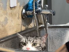 -PETKIT小佩宠物(古北店)