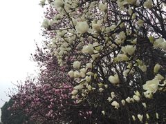 花-秦始皇帝陵博物院-丽山园