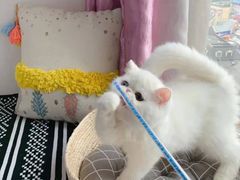 -欣宠猫屋·矮脚拿破仑·蓝金金渐层