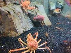 -迪拜水族馆及水下动物园