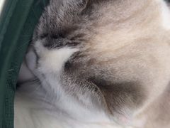 -伟伟宠物医院·瑞派猫友好医院·猫科(光谷店)