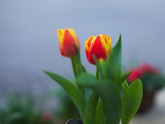 -共青国家森林公园-售票处