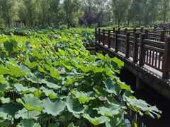 -微山湖红荷湿地景区