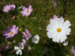 -清真喜兰老丁羊汤特色小吃