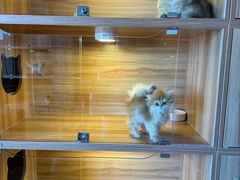 -猫十亿·布偶金渐层·曼基康矮脚猫舍(青年路店)