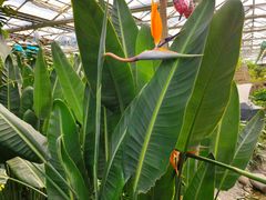 -南宫五洲植物乐园