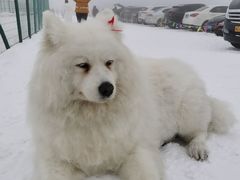 -太子岭滑雪场