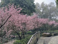 -南山植物园