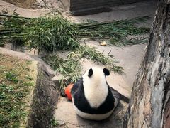 -都江堰中华大熊猫苑