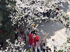 -武汉大学-樱园