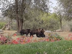 -北京野生动物园