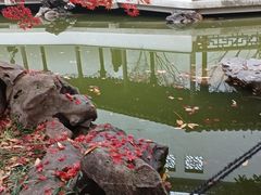 -秋霞圃