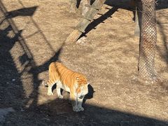 -西霞口神雕山野生动物世界