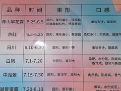 -老袁家蜜桃农场·阳山水蜜桃