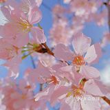 樱花季的旅行