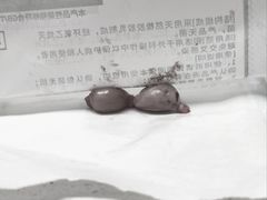 -瑞鹏宠物医院·爱宠堂·骨外专科(西荷分院)