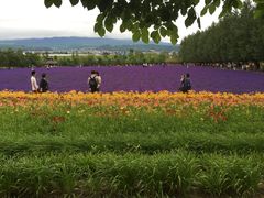 -富田农场