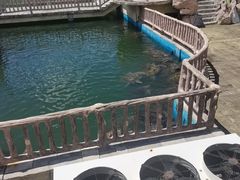 -广东惠东海龟国家级自然保护区
