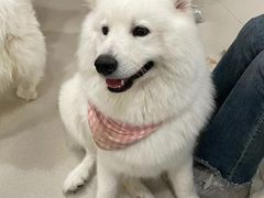 -共舞时光猫咖·狗咖(新街口店)