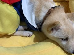-逗柴咖啡屋·狗咖猫咖宠物桌游
