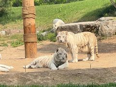 -北京野生动物园