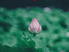 -陈家山荷花公园