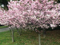 IMG_0156-上海虹桥迎宾馆