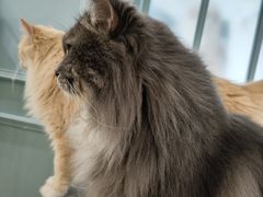 -安格丽娜·狗咖·猫咖羊驼咖(春熙路百盛商场店)