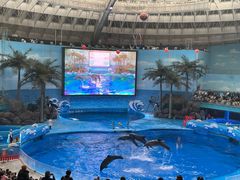 -海合安成都极地海洋公园