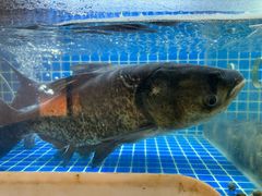 -宝荣鱼馆·临湖之宴(千岛湖店)