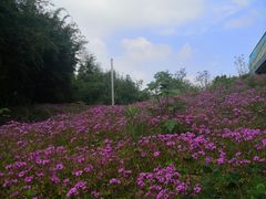 -白鹭湾湿地公园