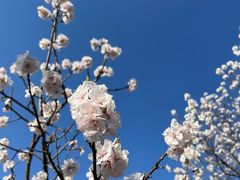-香山公园
