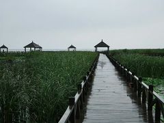 -哈素海