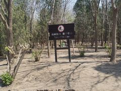 -塘沽森林公园
