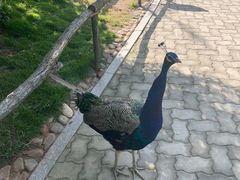 -西霞口神雕山野生动物世界