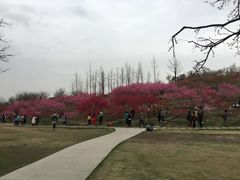 -秀丽东方