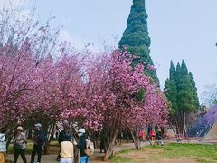 -庾园