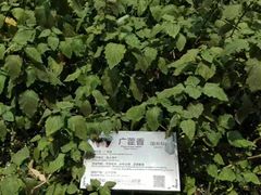 -广州神农草堂中医药博物馆