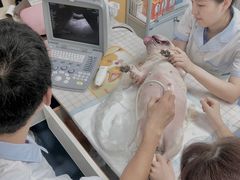 -美联众合动物医院(·中兽医·疑难杂症·严家桥分院)