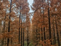 -黄海国家森林公园