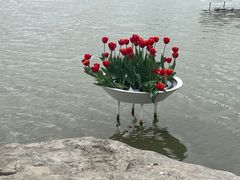 -荷兰花海
